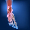 muscles and ligaments of the human foot. Royalty Free Stock Photo
